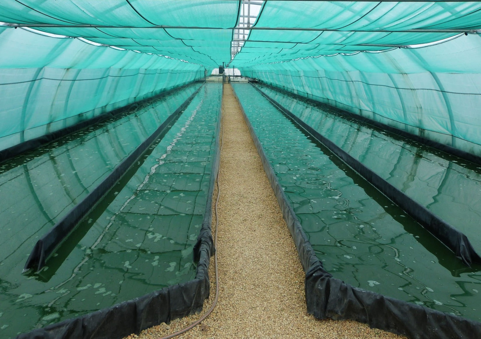 Serre et production de spiruline