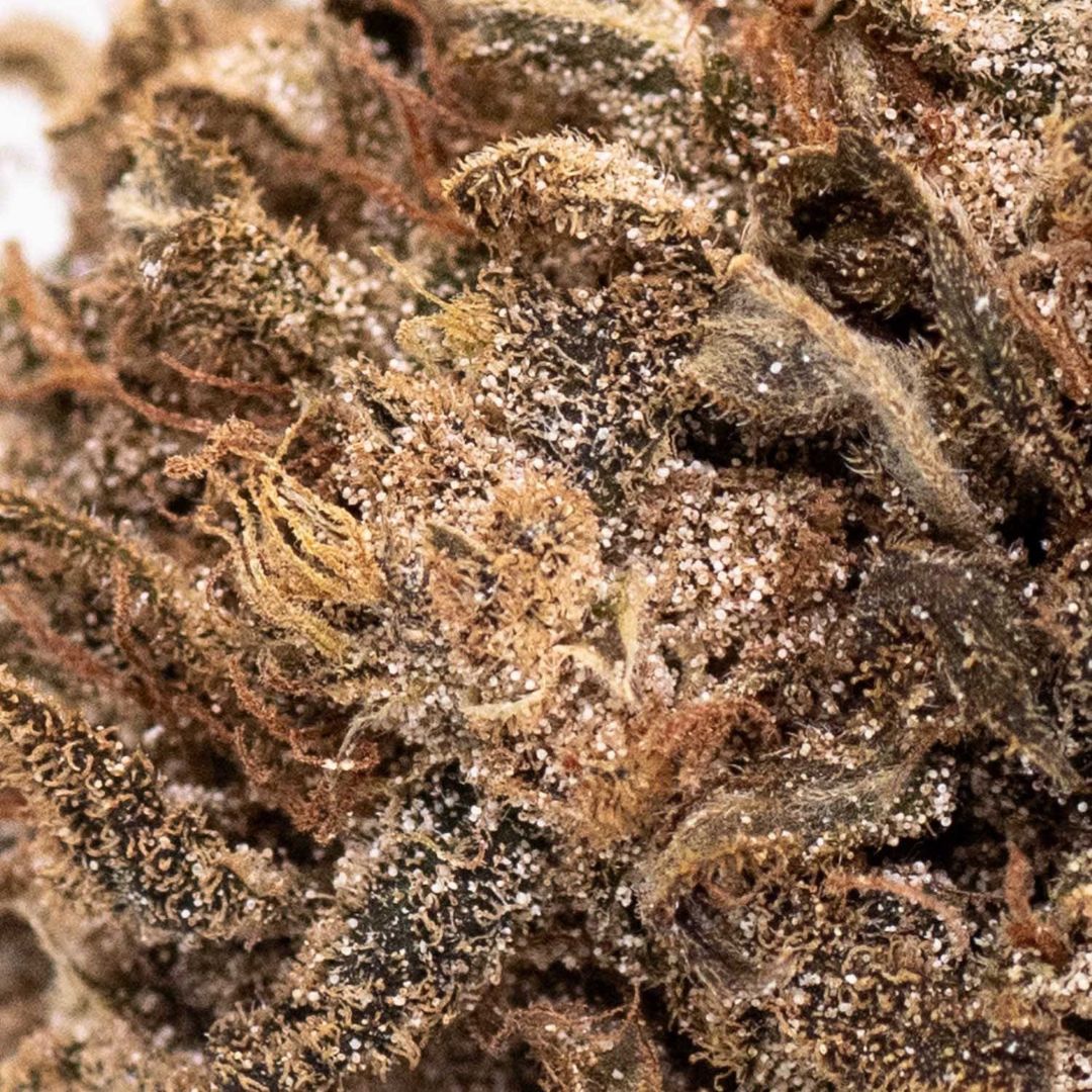 Fleurs CBG bio - White Queen