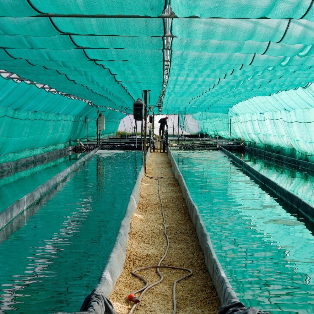 serre-spiruline-visite.jpg