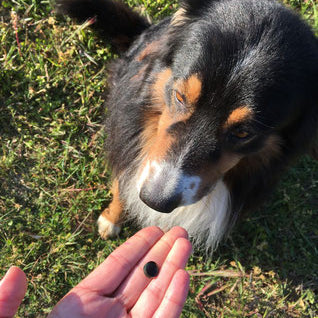 Spiruline pour chien et chat