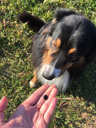 Spiruline pour chien et chat