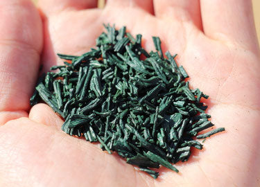 Spiruline française