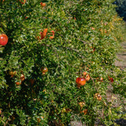 grenades bio dans des arbres