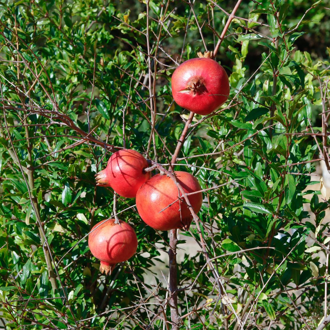 des grenades dans un jeune arbre fruitier