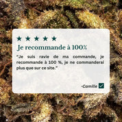 Avis sur les fleurs cbd bio de manjolive