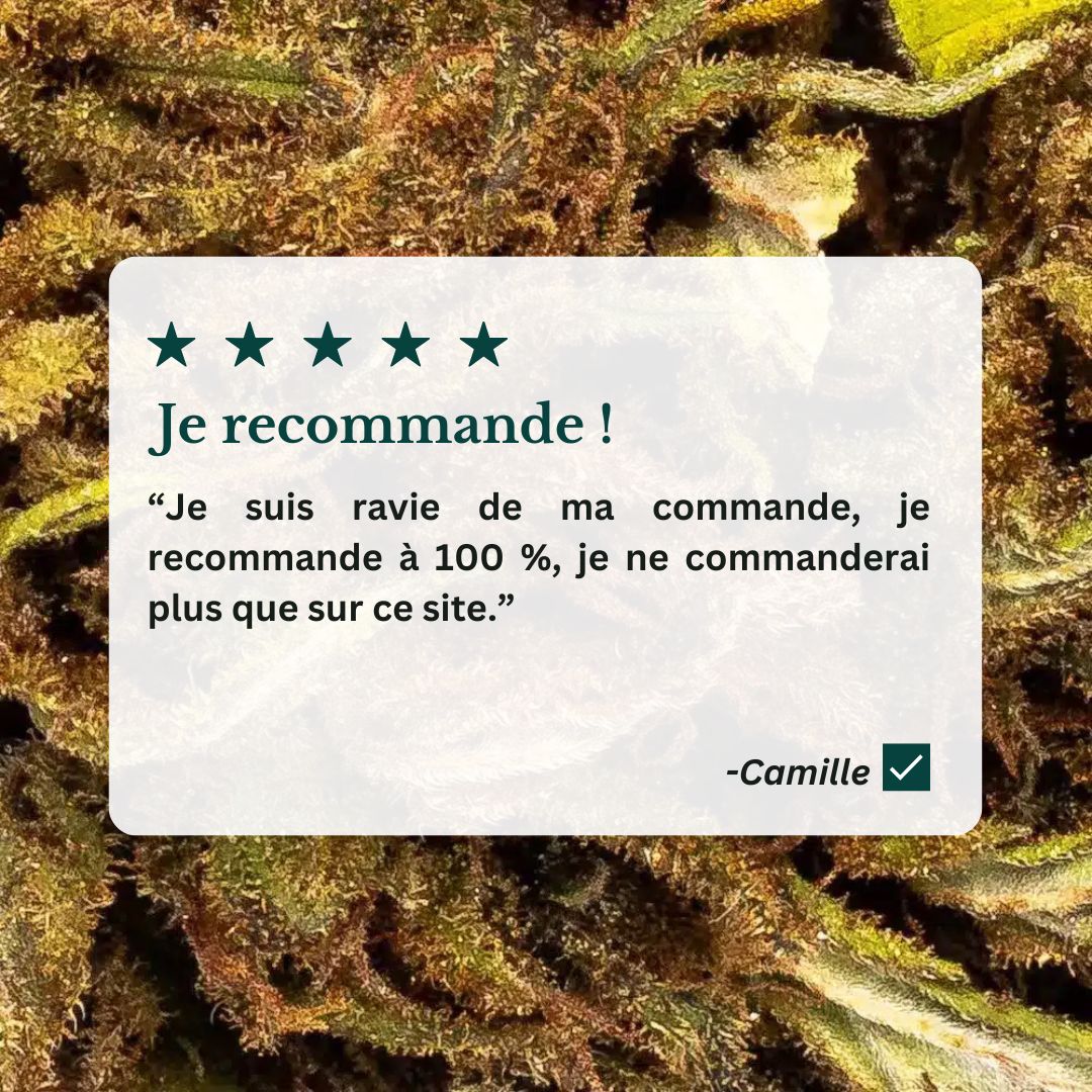 Avis sur les fleurs cbd manjolive