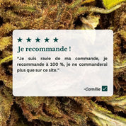 Avis sur les fleurs cbd manjolive