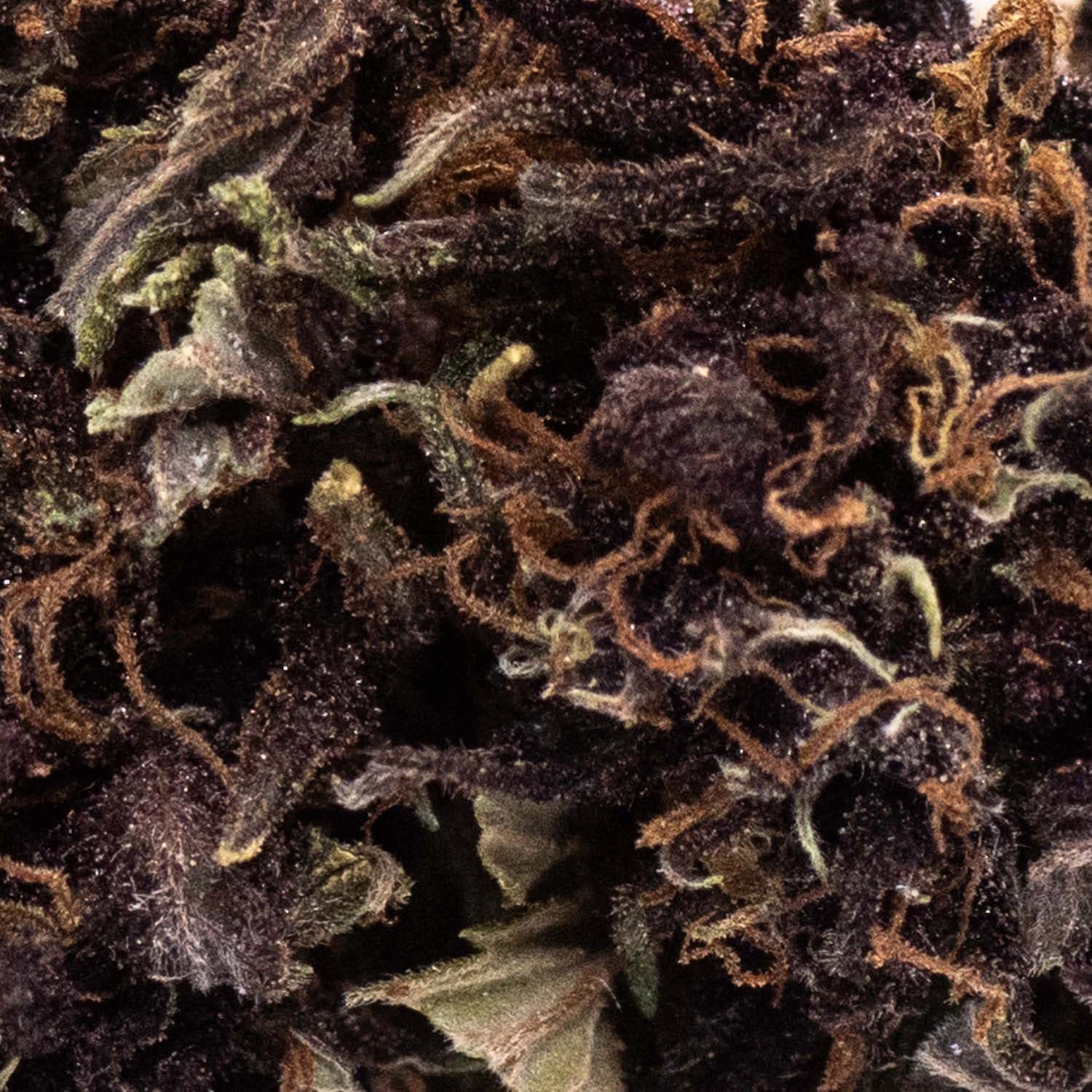 Zoom sur une fleur de CBD purple kush