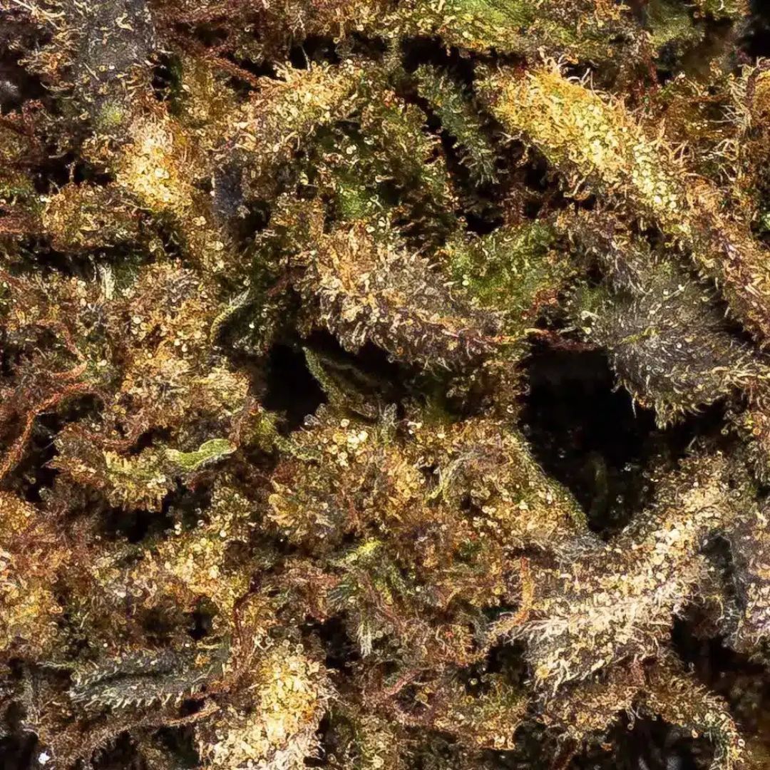 Zoom sur la Fleur de CBD bio Deep Forest