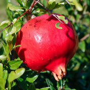 jolie grenade bio et rouge