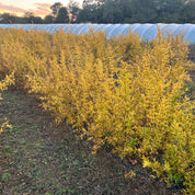 des plants de grenadiers à acheter