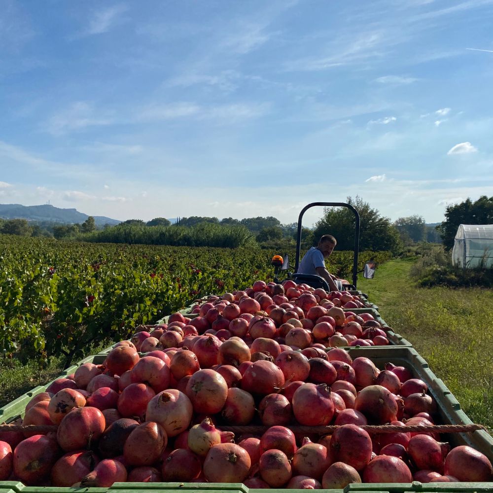 Des grenades sont ramassées à la ferme pour faire du jus de grenade bio