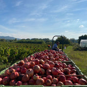 Des grenades sont ramassées à la ferme pour faire du jus de grenade bio