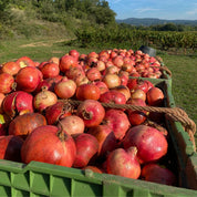 Grenades dans des bacs à la ferme pour faire du jus de grenade bio