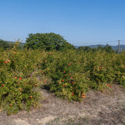 des plants de grenadiers