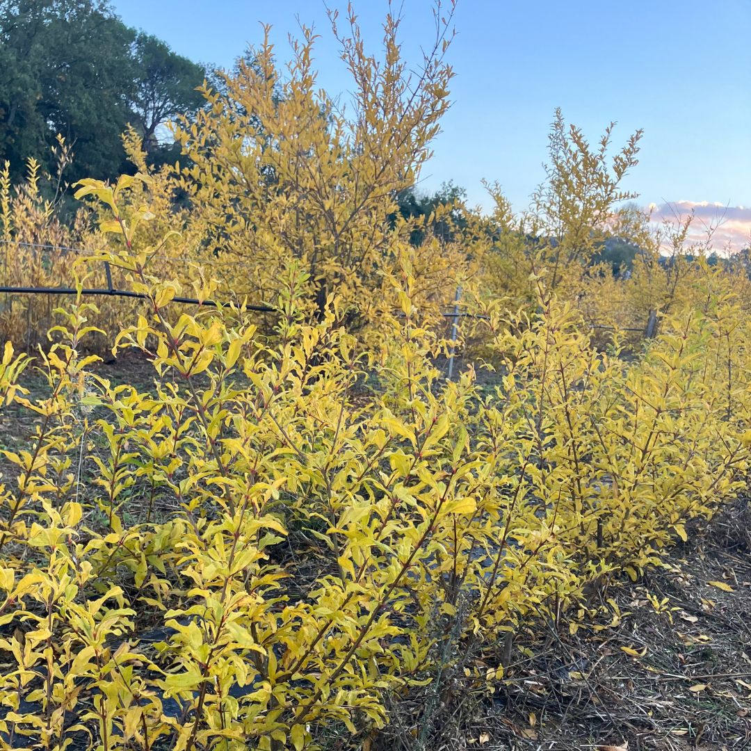 Arbre de grenadier - variété Provence Douce