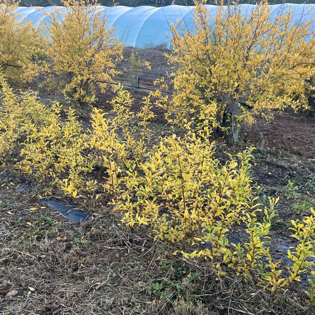 Arbre de grenadier - variété Wonderful