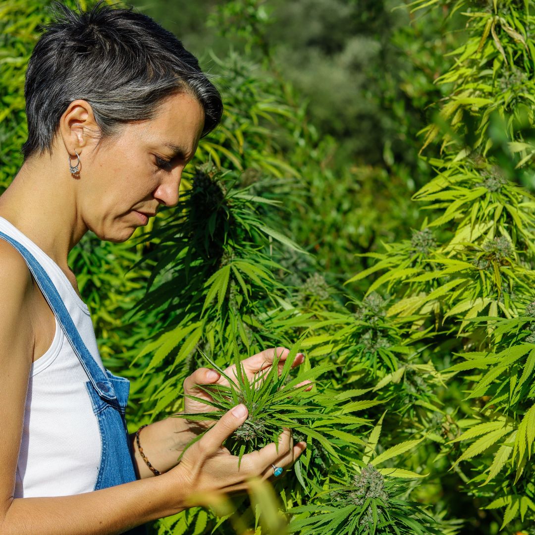 producteur-cbd-france.jpg