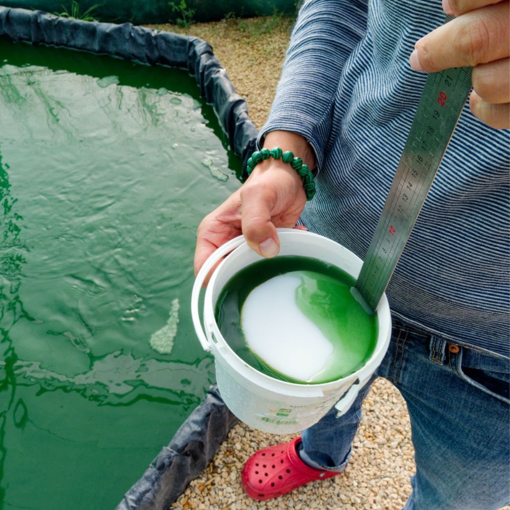 recolte-spiruline-manjolive.jpg